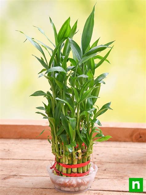 lucky bamboo plant amazon|lucky bamboo online shopping.